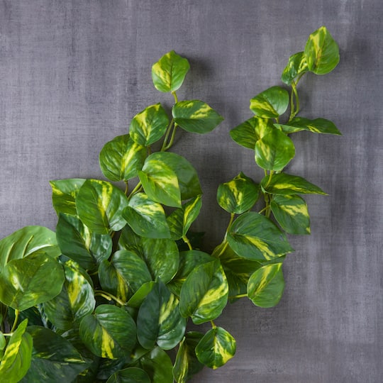 Hanging Philo Bush by Ashland®